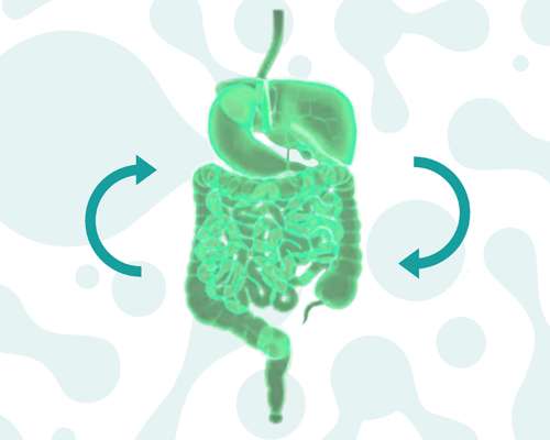 Пробиотики и микрофлора кишечника